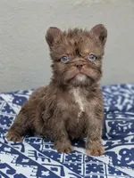 Teddy 🧸, a female French Bulldog for sale in Pomona, CA – 1 of 2