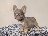 Baby, a male French Bulldog for sale in Pomona, CA – 1 of 3