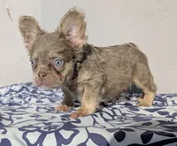 Baby, a male French Bulldog for sale in Pomona, CA – 2 of 3