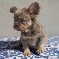 Strawberry, a male French Bulldog for sale in Pomona, CA – 4 of 4