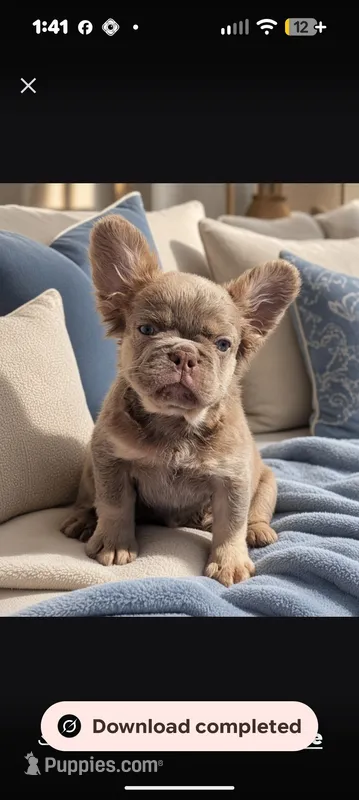 Baby – French Bulldog puppy for sale in Pomona, CA