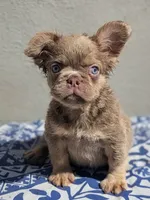 Strawberry, a male French Bulldog for sale in Pomona, CA – 2 of 4