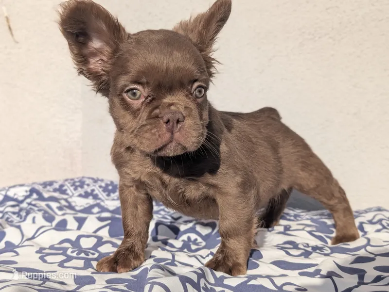 Red – French Bulldog puppy for sale in Pomona, CA