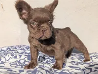Red, a male French Bulldog for sale in Pomona, CA – 1 of 3