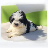 Jack , a male Shihpoo for sale in Atlanta, GA – 1 of 1