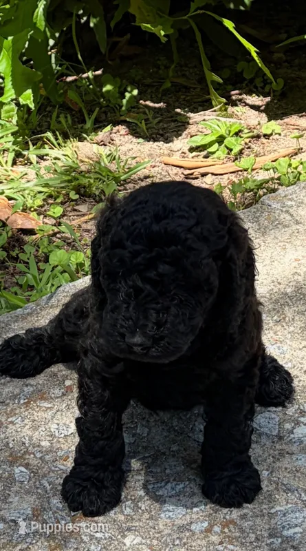 Smokey  – Poodle - Miniature  puppy for sale in Atlanta, GA