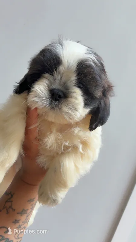 Bentley  – Shih Tzu puppy for sale in Atlanta, GA