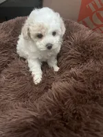 Onyx, a male Poodle - Toy  for sale in Atlanta, GA – Photo 2 of 3