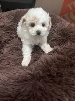 Onyx, a male Poodle - Toy  for sale in Atlanta, GA – Photo 3 of 3