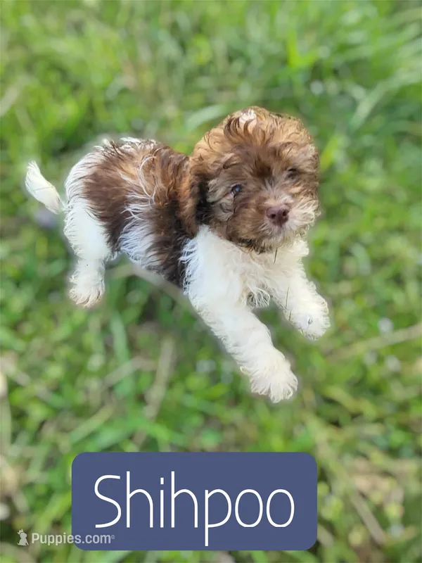 Brownie  – Shihpoo puppy for sale in Atlanta, GA