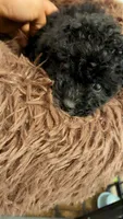Molly , a female Poodle - Toy  for sale in Atlanta, GA – 2 of 2