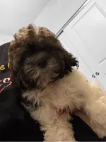 Sugar , a female Shihpoo for sale in Atlanta, GA – 1 of 3