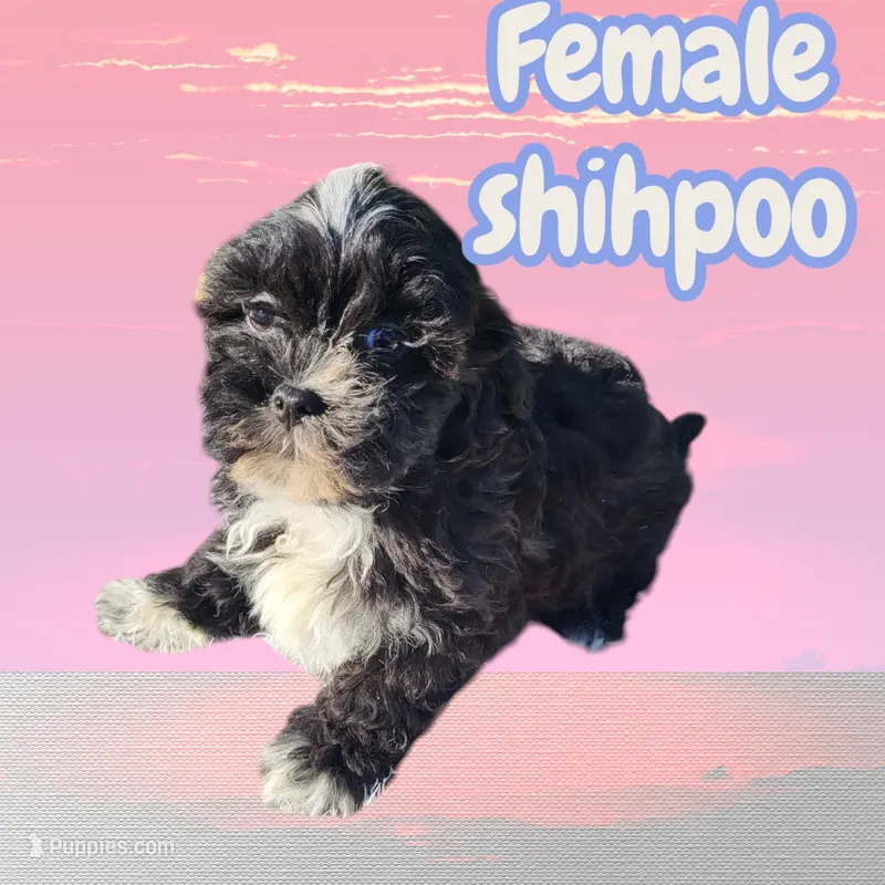 Lucy, a female Shihpoo for sale in Atlanta, GA – 1 of 1