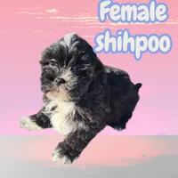 Lucy, a female Shihpoo for sale in Atlanta, GA – 1 of 1