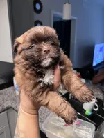 Duke , a male Pomeranian and Shih Tzu for sale in Atlanta, GA – Photo 2 of 2