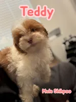 Teddy, a male Shihpoo for sale in Atlanta, GA – 2 of 4