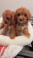 Duke, a male Cavapoo for sale in Atlanta, GA – 2 of 2