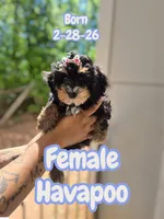 Princess, a female Havapoo for sale in Atlanta, GA – 2 of 2