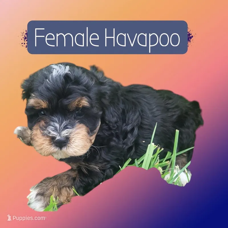 Princess – Havapoo puppy for sale in Atlanta, GA