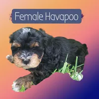 Princess, a female Havapoo for sale in Atlanta, GA – 1 of 2