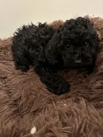 Dice, a male Shihpoo for sale in Atlanta, GA – 3 of 4