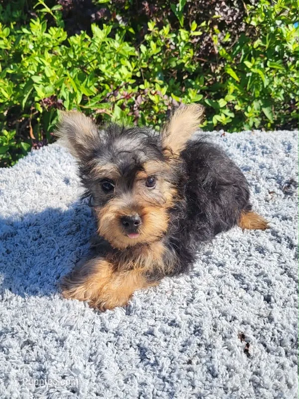 Yorkiepoo  – Yorkipoo puppy for sale in Atlanta, GA