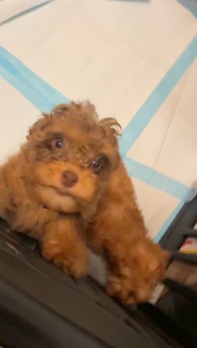 PRINCESS, a female Shihpoo for sale in Atlanta, GA – 3 of 3