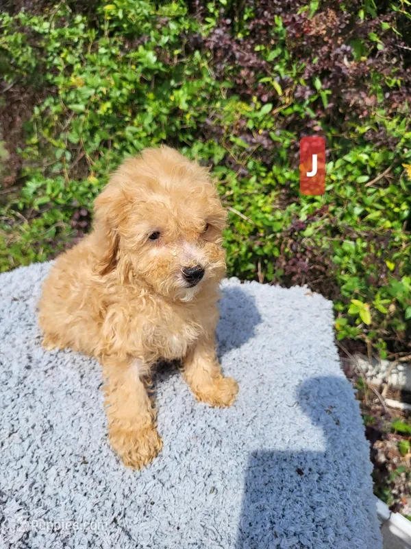 Den  – Poodle - Toy  puppy for sale in Atlanta, GA