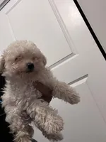 Charley, a male Poodle - Toy  for sale in Atlanta, GA – Photo 3 of 3