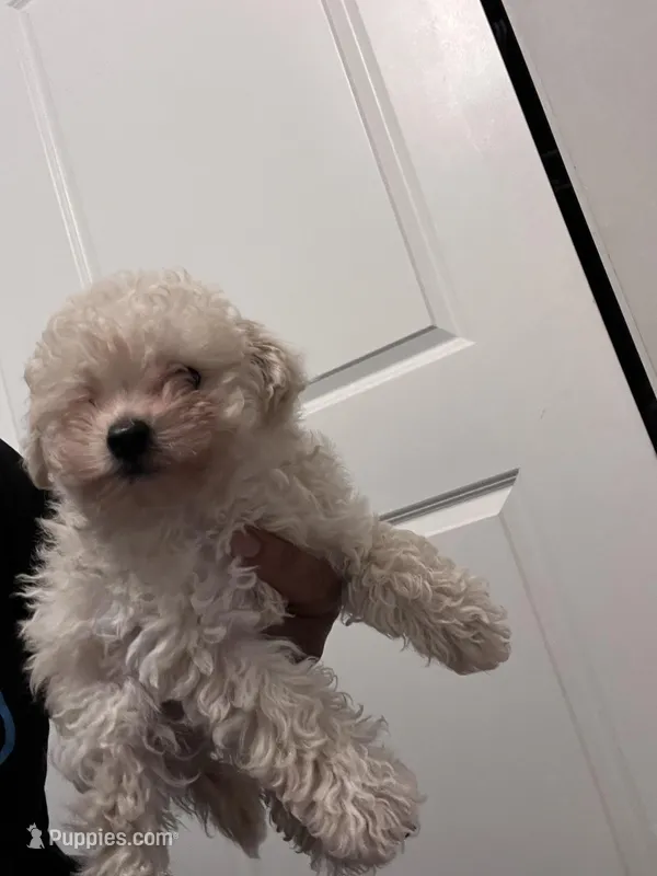 Charley, a male Poodle - Toy  for sale in Atlanta, GA – Photo 1 of 3