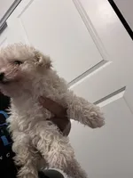 Charley, a male Poodle - Toy  for sale in Atlanta, GA – Photo 2 of 3