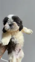 Bentley , a male Shih Tzu for sale in Atlanta, GA – 2 of 2