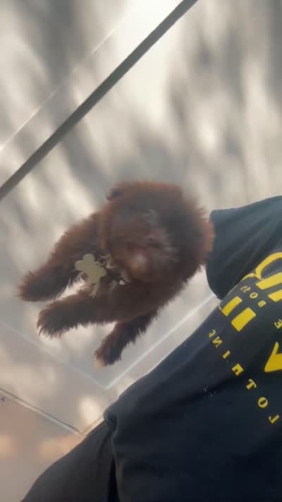 Max , a male Pomeranian and Shih Tzu for sale in Atlanta, GA – 2 of 2