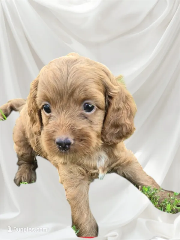 Menace  – Cockapoo puppy for sale in Atlanta, GA