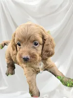 Menace , a male Cockapoo for sale in Atlanta, GA – 1 of 1