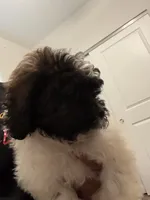 Daisy , a female Shihpoo for sale in Atlanta, GA – 3 of 4