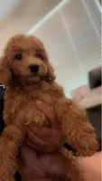 Max , a male Poodle - Miniature  for sale in Atlanta, GA – 1 of 3