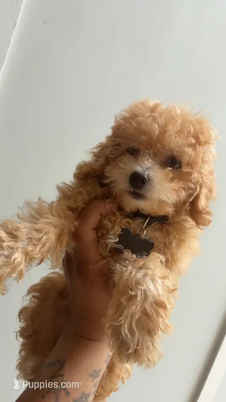 Den  – Poodle - Toy  puppy for sale in Atlanta, GA
