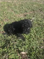 Dice , a male Cockapoo for sale in Atlanta, GA – Photo 3 of 5