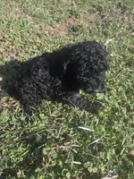 Dice , a male Cockapoo for sale in Atlanta, GA – Photo 4 of 5