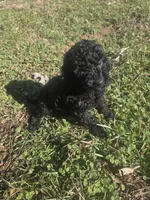 Dice , a male Cockapoo for sale in Atlanta, GA – Photo 5 of 5