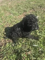 Dice , a male Cockapoo for sale in Atlanta, GA – Photo 2 of 5
