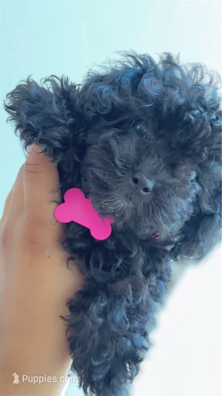 Russian  – Poodle - Toy  puppy for sale in Atlanta, GA