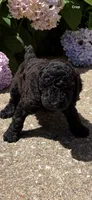 Smokey , a male Poodle - Miniature  for sale in Atlanta, GA – 2 of 2