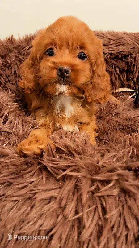 SASHA – Cockapoo puppy for sale in Atlanta, GA