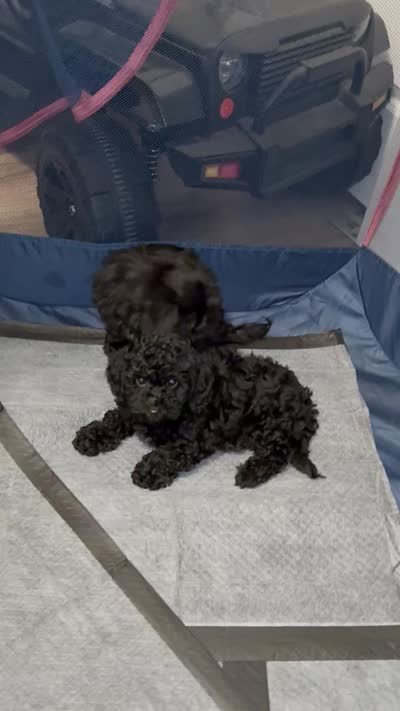 Dice, a male Shihpoo for sale in Atlanta, GA – 4 of 4