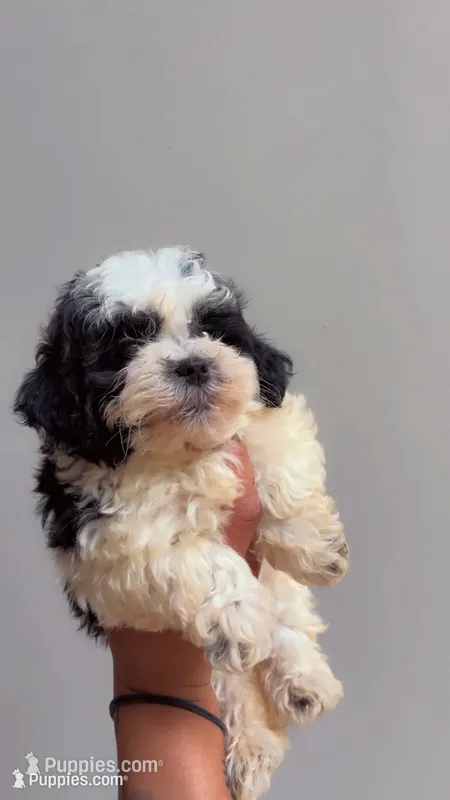 Jack  – Shihpoo puppy for sale in Atlanta, GA