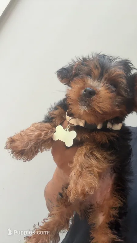Lucy  – Yorkipoo puppy for sale in Atlanta, GA