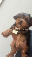 Lucy , a female Yorkipoo for sale in Atlanta, GA – 1 of 2