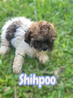Sugar , a female Shihpoo for sale in Atlanta, GA – 2 of 3